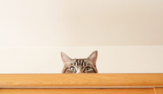 ネコちゃんのワクチン接種