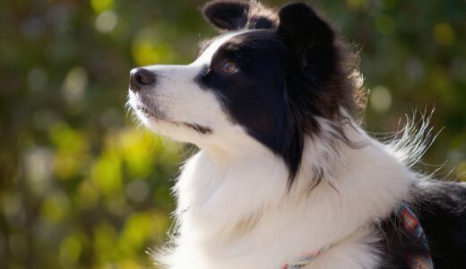 ワンちゃんのワクチン接種