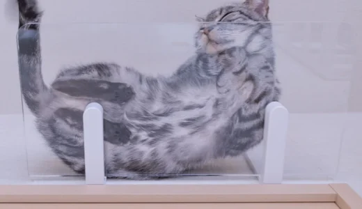 サイズ色々[キャットステップ]