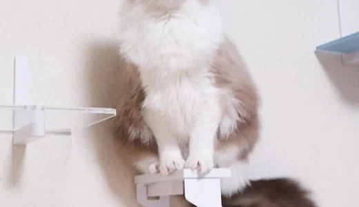 階段昇り降り[キャットラダー]